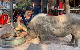Chú heo dạo phố xin ăn mỗi ngày nổi tiếng khắp Biên Hòa