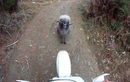 Cừu nổi điên rượt thanh niên chạy té khói vì không nhường đường