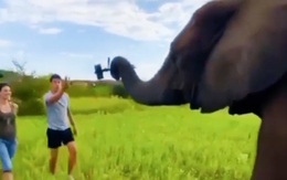 Cặp đôi 'khóc ròng' khi nhờ chú voi quay video