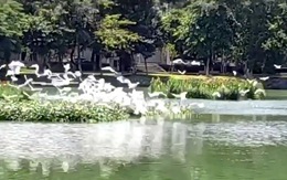 Hàng trăm con cò bay trong công viên 29-3 ở Đà Nẵng
