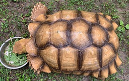 Chú rùa mất tích 74 ngày, được tìm thấy cách nhà... 200m