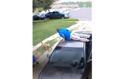 Người đàn ông ngồi lì trên nóc ôtô khi thấy chó