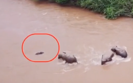 Ba chú voi hợp sức cứu voi con thoát dòng nước chảy xiết
