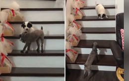 Cô chó hướng dẫn chó con tập xuống cầu thang