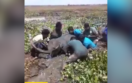 Giải cứu chú voi mắc kẹt trong vũng bùn