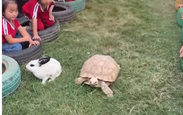 Rùa và thỏ chạy thi phiên bản đời thực