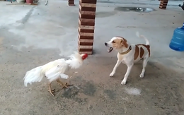 Chú chó bị gà trống rượt đánh 'không trượt phát nào'