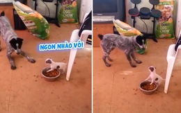 Cún con hung dữ không cho chó lớn đụng vào đồ ăn