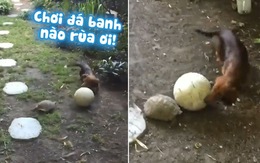 Chó cùng rùa chơi đá bóng trong vườn