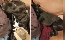 Hai chú chó 'đổ lỗi nhau' khi bị chủ hỏi tội cắn giày