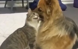 Chú mèo nổi đóa đánh 'cậu vàng' vì không được âu yếm