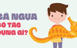 Cá ngựa có tác dụng gì?