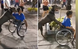 Chú chó đẩy xe lăn đưa chủ khuyết tật đi dạo phố