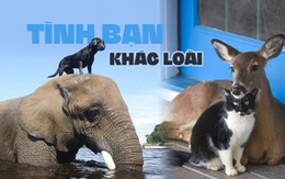 Kỳ diệu tình bạn 'khác giống khác loài' sưởi ấm trái tim người xem