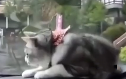 Cười xỉu với chú mèo phản xạ theo cần gạt mưa ôtô