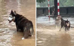 Chó Husky nhảy tung tăng trong nước lũ, vui đùa như đứa trẻ tắm mưa