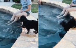Chú chó ngã hồ bơi một cách khó hiểu