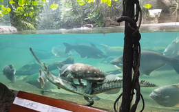 Cá sấu cõng rùa bơi trong hồ nước