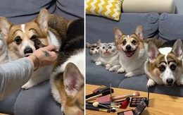 Hội 'chị em' chó mèo được chủ makeup nhìn như chú hề