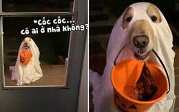 'Cậu vàng' hóa trang thành ma đi xin kẹo ngày Halloween