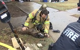 Lính cứu hỏa cứu sống chú chó bị ngạt thở