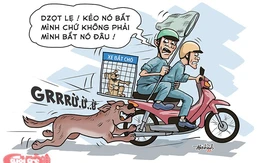 Bắt chó thả rông, 'game' không dễ