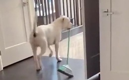 Chú chó biết lấy chổi quét nhà giúp chủ