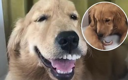 Chú chó cười rớt cả hàm răng giả