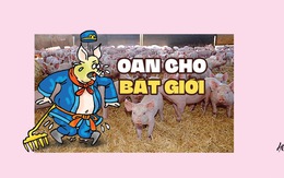 Bát Giới bị oan trong 'vụ án' vứt trộm 100 con lợn bệnh ra đường