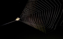 Coi chừng mất mạng vì nhện cắn mang nhiều vi khuẩn kháng thuốc