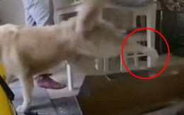 Chú chó bực mình đá chiếc hộp vì để ngay chỗ nằm của mình