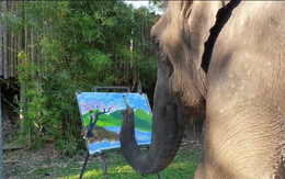 Chú voi thể hiện tài năng vẽ tranh siêu đỉnh