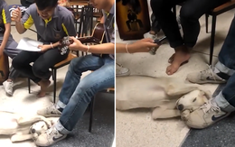 Chú chó bịt tai khi bị nhóm học sinh hát inh ỏi làm phiền