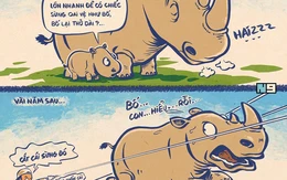 Tê giác trắng và cái sừng oai vệ