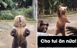 Chú gấu vẫy tay xin khi thấy bạn được cho thức ăn