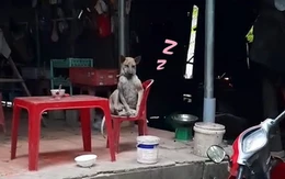 Chú chó vắt chân ngồi trên ghế suy tư y như người