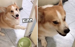 Chú chó Corgi nổi quạu vì bị chủ 'chơi khăm'