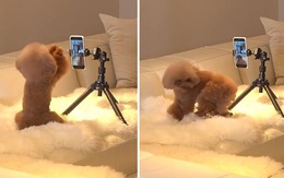 Chú chó nhảy múa để quay video trước điện thoại