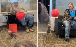 Chú chó chơi bong bóng giải trí mua vui cho khách hàng