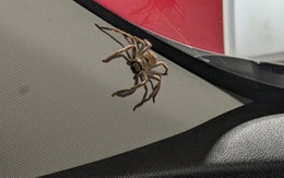 Kinh khiếp chuyện xe ô tô biến thành tổ nhện