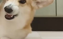 Pha lật mặt siêu hài hước của chú chó Corgi