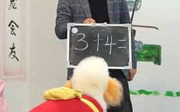 Ngôi trường dạy chó làm toán, nhảy dây có '1-0-2' ở Trung Quốc