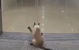 Chú mèo ngu ngốc bị cửa kính tự động kẹp cổ