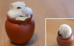 Chú chuột hamster 'quốc tịch' Nhật Bản nổi như cồn ở Việt Nam