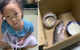 Bé gái xin bố chén gạo để bỏ vào thùng carton cho cá ăn