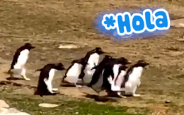 Màn chào hỏi cute giữa hai bầy chim cánh cụt gặp nhau trên đường