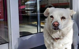 Cô chó kiên trì ngồi trước cổng bệnh viện 6 ngày để đợi chủ