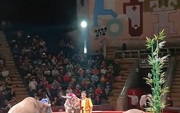 Trâu đeo nơ lên sân khấu diễn xiếc đón chào năm mới