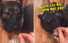 Chú chó bị chủ 'chơi khăm' cho ăn không khí