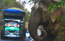 Chú voi con 'xin ăn có ý thức' ở Thái Lan gây sốt mạng xã hội
